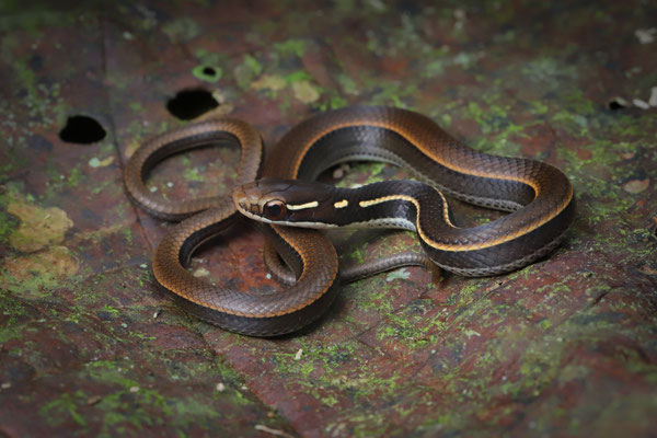 Adorned Graceful Brown Snake (Rhadinaea decorata)