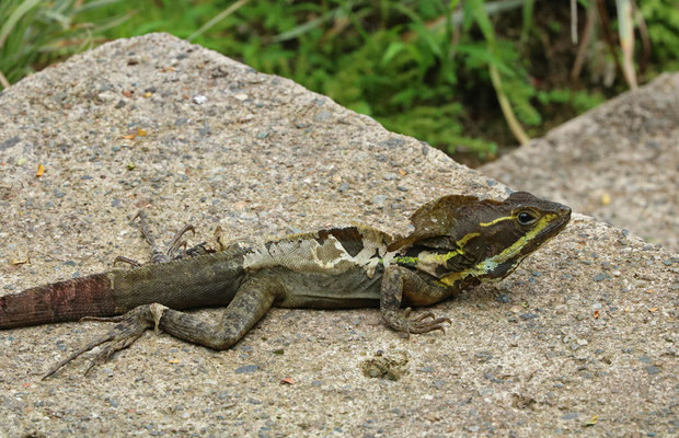 Brown Basilisk (Basiliscus vittatus)