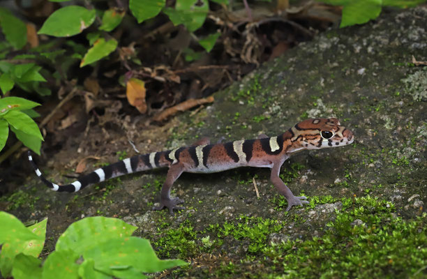 Yucatan Banded Gecko (Coleonyx elegans)