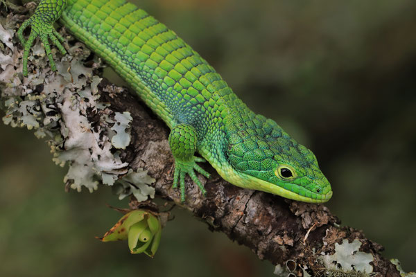 Green Arboreal Alligator Lizard (Abronia graminea)