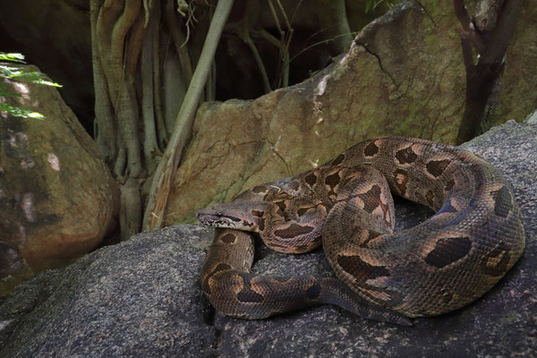 Dumeril's Boa (Acrantophis dumerili)