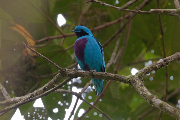 Lovely Cotinga (Cotinga amabilis) 