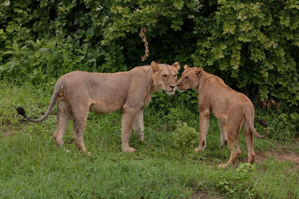 Lions (Panthera leo)