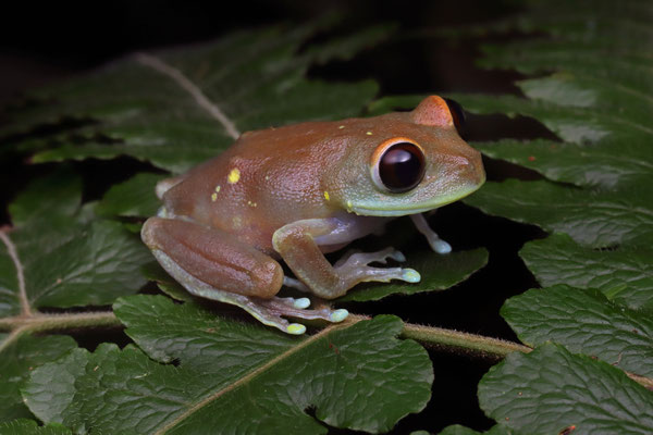 Uluguru Tree Frog (Leptopelis uluguruensis)