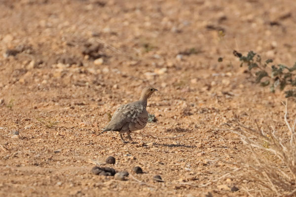 Chestnut-bellied Sandgrouse (Pterocles exustus) male