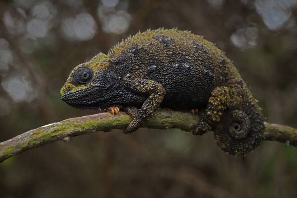 Aberdare Mountains Chameleon (Trioceros kinangopensis) female