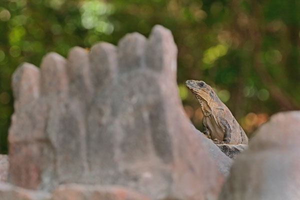 Black Spiny-tailed Iguana (Ctenosaura similis) in her private castle.