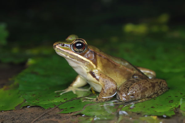 Highland Leopard Frog (Lithobates maculatus)