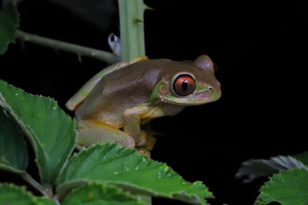 Natal Tree Frog (Leptopelis natalensis)