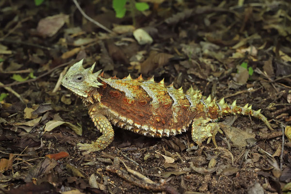 Giant Horned Lizard (Phrynosoma asio)