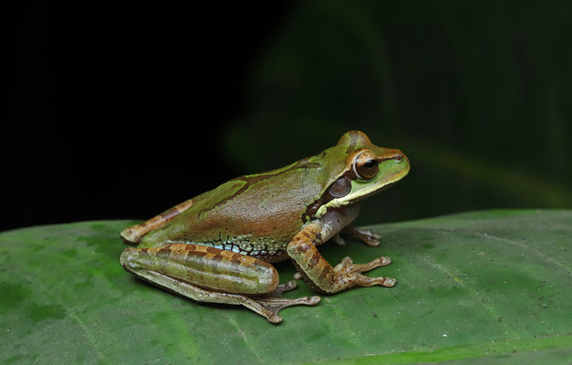 Blue-spotted Mexican Treefrog (Smilisca cyanosticta)