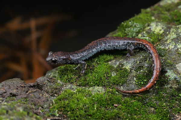 Leprous False Brook Salamander (Pseudoeurycea leprosa) 