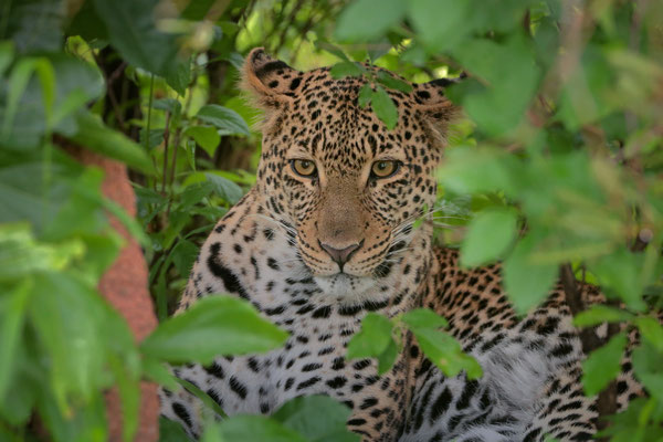 Leopard (Panthera pardus) 