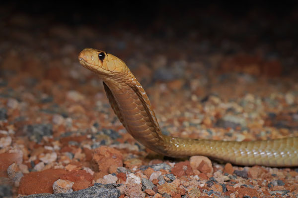 Cape Cobra (Naja nivea)