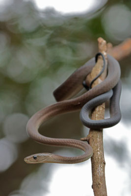 Black Mamba (Dendroaspis polylepis)