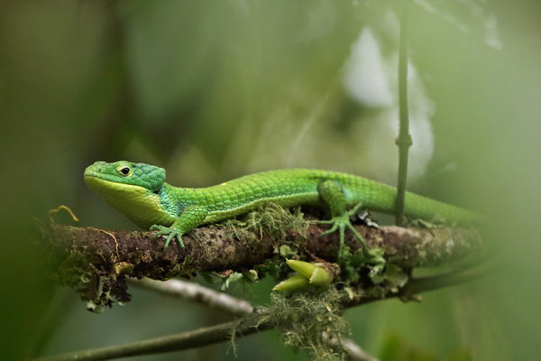 Green Arboreal Alligator Lizard (Abronia graminea) in-situ