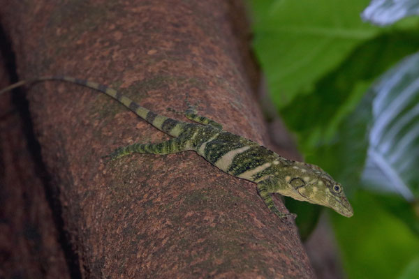 Jeweled Giant Canopy Anole (Anolis insignis)