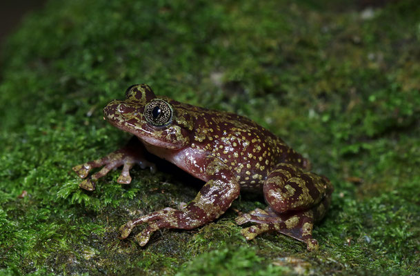  Table Mountain Ghost Frog (Heleophryne rosei)