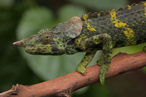 Meller's Chameleon (Trioceros melleri) 