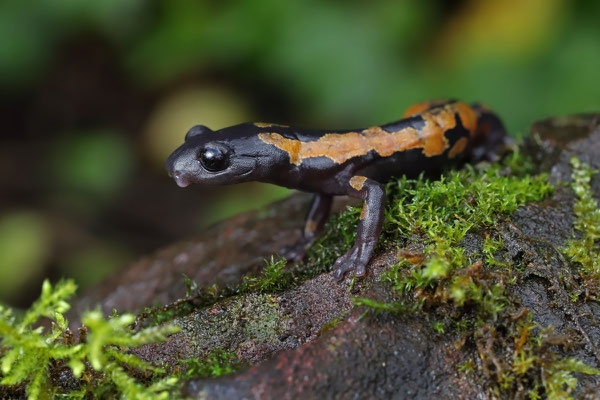 Franklin's Mushroomtongue Salamander (Bolitoglossa franklini) male