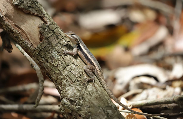 Yellow-spotted Spiny Lizard (Sceloporus chrysostictus)