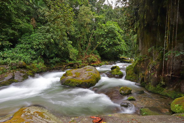 Beautiful stream in the cloud forest.