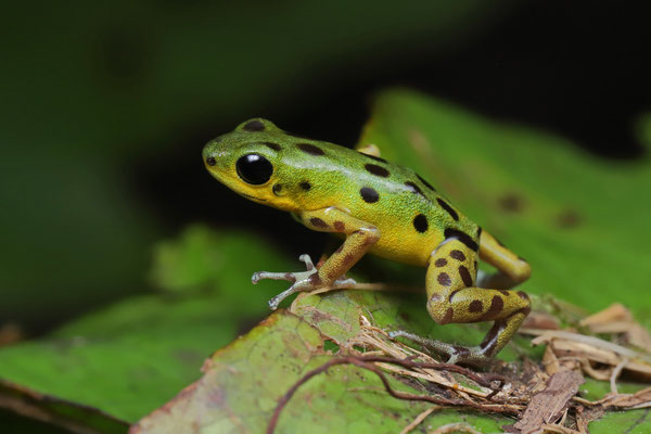Strawberry Poison Dart Frog (Oophaga pumilio) "Colon"