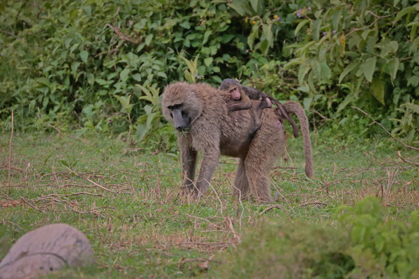 Olive Baboon (Papio anubis) mother with baby