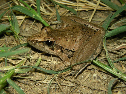 Plain Grass Frog (Ptychadena anchietae)