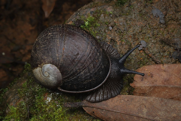 Magnificent Helicophanta (Helicophanta magnifica)