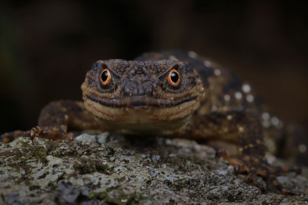 Mountain Knob-scaled Lizard (Xenosaurus agrenon)