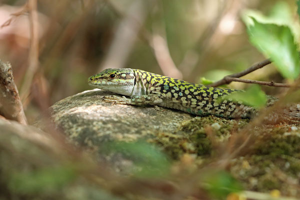 Italian Wall Lizard (Podarcis siculus) male