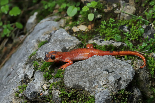 Bille's Lycian Salamander (Lyciasalamandra billae billae)