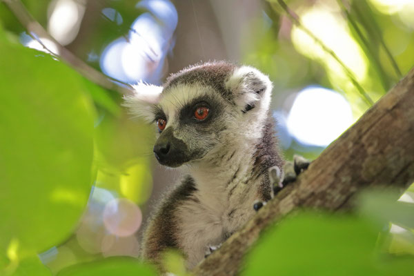 Ring-tailed Lemur (Lemur catta)