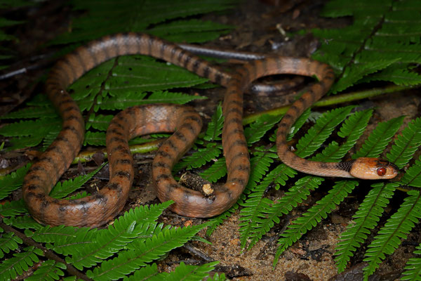 White-banded Tree Snake (Phisalixella arctifasciata) 