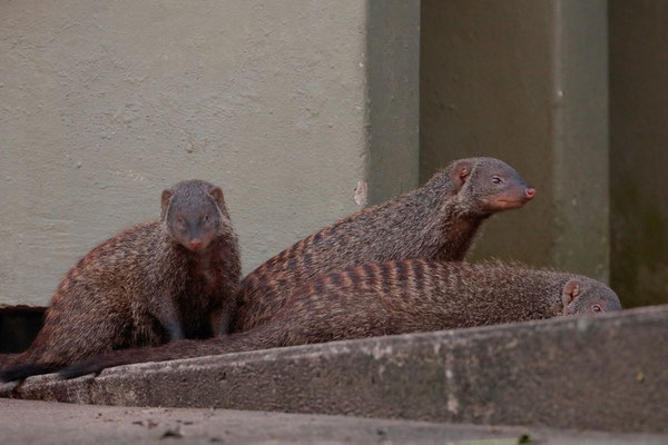 Zebra Mongoose (Mungos mungo) family