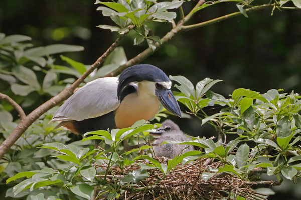 Boat-billed Heron (Cochlearius cochlearius) with chick.