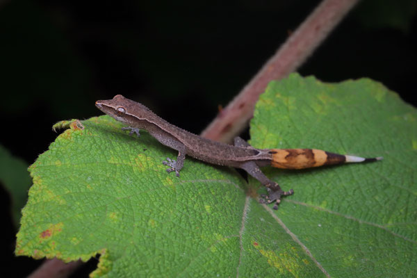 Greater Clawless Gecko (Ebenavia robusta) with a gorgeous tail.