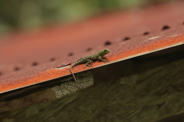 The shy Mail-snouted Spiny Lizard (Sceloporus internasalis)