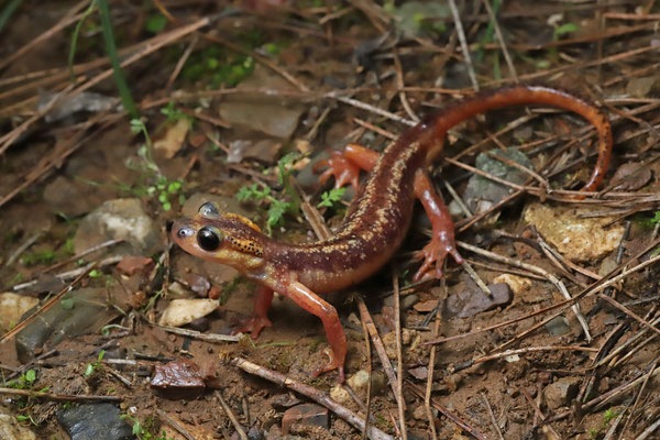 Hybrid Lycian Salamander (Lyciasalamandra antalyana x billae)