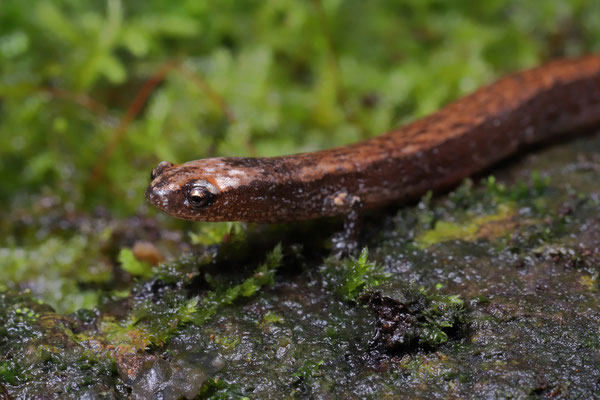 Savage's Worm Salamander (Oedipina savagei)