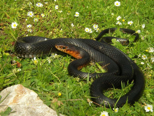 Black Whip Snake (Dolichophis jugularis), Lycia, Turkey, February 2014