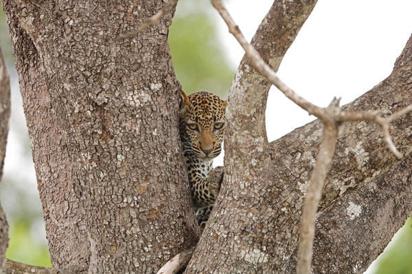 A young Leopard (Panthera pardus) hiding in a tree.