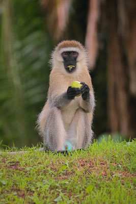 Vervet Monkey (Chlorocebus pygerythrus) enjoying a stolen apple.