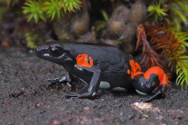 Harlequin Mantella (Mantella cowanii)