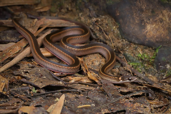 Slender Smooth Snake (Liopholidophis rhadinaea)