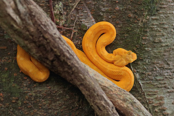 Eyelash Palm Pitviper (Bothriechis nigroadspersus)