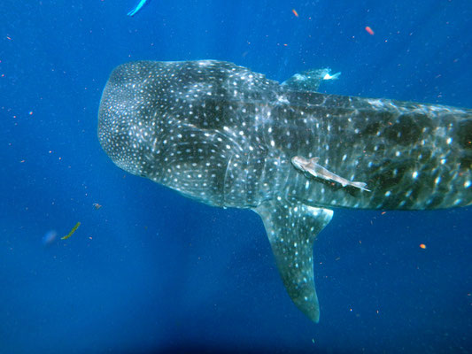 Whale Shark (Rhincodon typus)