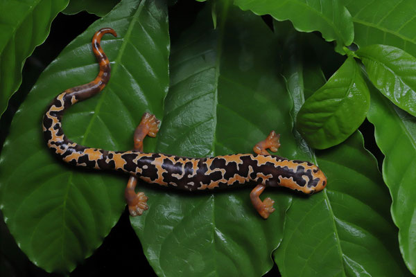 Yellowbelly Mushroomtongue Salamander (Bolitoglossa flaviventris)