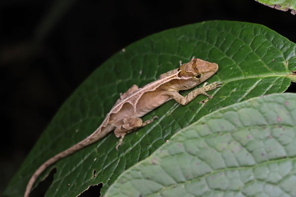 Schiede's Anole (Anolis schiedii)